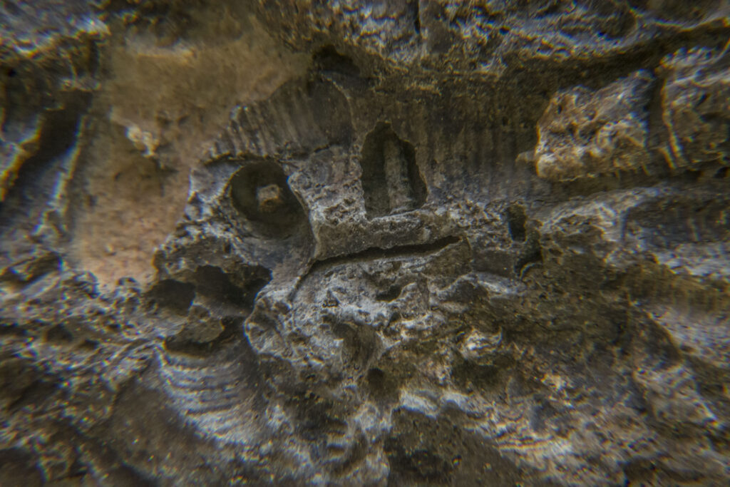 akorgo_DSC_2684