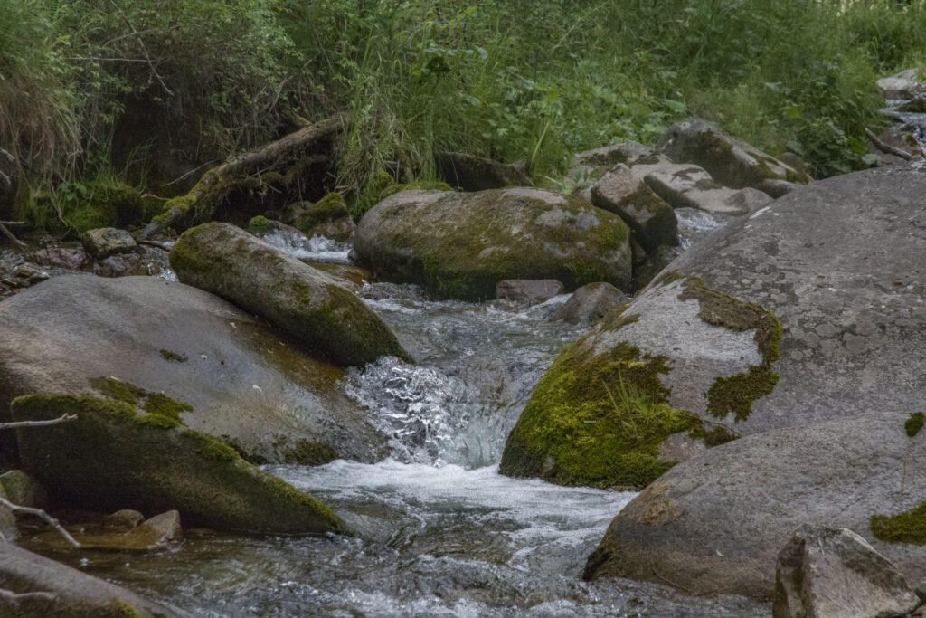 akorgo_DSC_3239